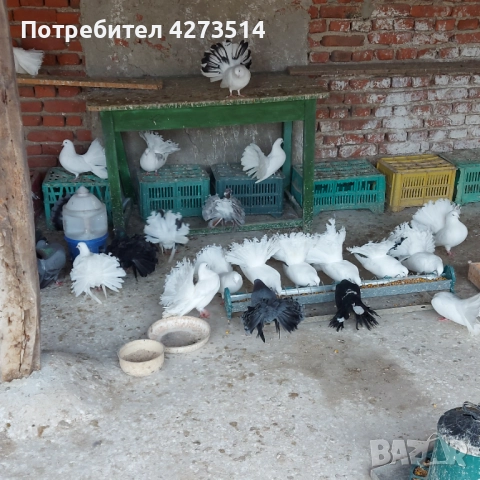 Продавам гълъби Финерлии - бели, сиви и пъстри, снимка 7 - Гълъби - 52268397