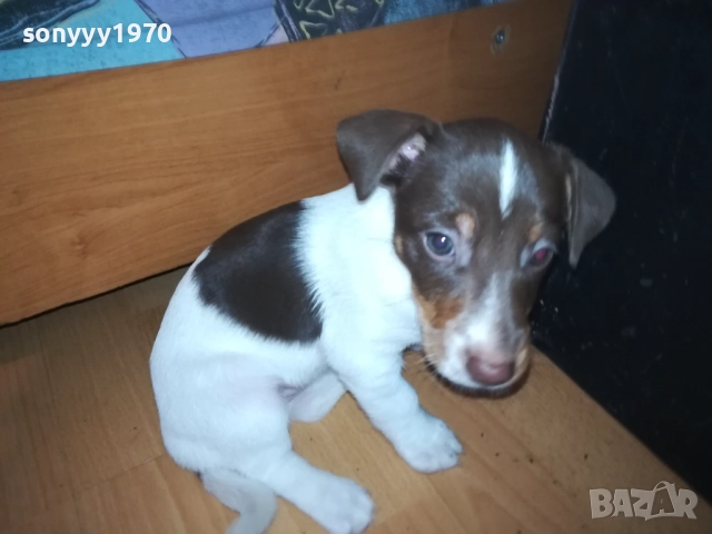 ДЖАК РЪСЕЛ ТЕРИЕР 0510250821, снимка 2 - Джак ръсел териер - 51948696