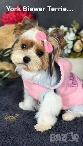 Йоркширски Териер! Мини момиче с родословие! Доставка 