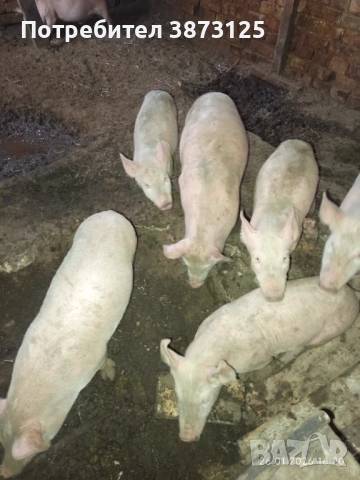 Свободни бели прасета, снимка 6 - Прасета - 53235612