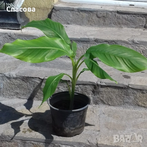 Студоустойчив банан /Бананова палма/ 