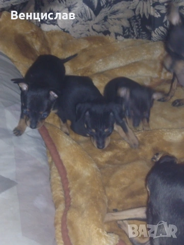 Пинчерчета