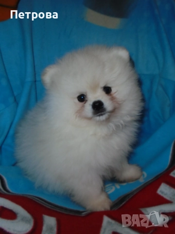 Мини померанчета момченца, снимка 6 - Померан - 52473539