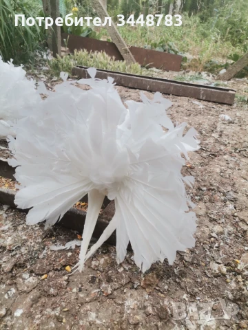 Фенерлии , снимка 2 - Гълъби - 51279051