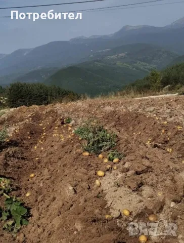 Кашкавал, сирене, масло, кисело мляко, суджук, луканка,саздърма,  Картофи , снимка 8 - Домашни продукти - 49200383