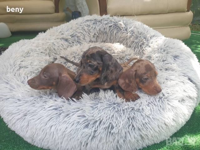 Дакели Мерле, снимка 3 - Дакели - 52873900