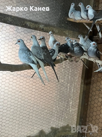 Шарени диамантени гугутки, снимка 4 - Гълъби - 51960621