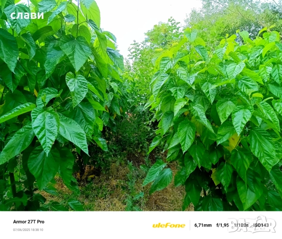 ЧЕРНИЧЕВ МУЛЧ / ДЪРВЕСЕН ЧИПС / Натурален мулч, снимка 3 - Градински цветя и растения - 51494873