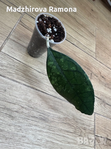 Hoya Finlaysonii ah 029