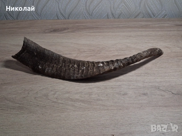 Стар Рог от Коза , снимка 9 - Антикварни и старинни предмети - 54175315