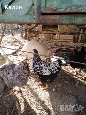 Продавам оплодени яйца, снимка 3 - Кокошки и пуйки - 45188007