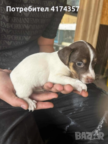 Джак ръсел териер , снимка 16 - Джак ръсел териер - 52822970