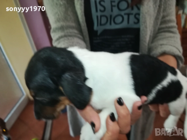 СЛАДКО ПАЛЕ ДЖАК РЪСЕЛ 250ЛВ ЗА БР 0210250814, снимка 6 - Джак ръсел териер - 51915549