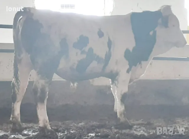 Продавам телета и бикове ., снимка 7 - За селскостопански - 49685126