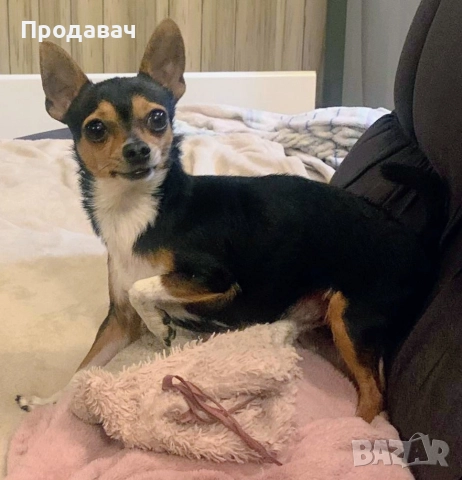 Чихуахуа , снимка 12 - Чихуахуа - 52887091