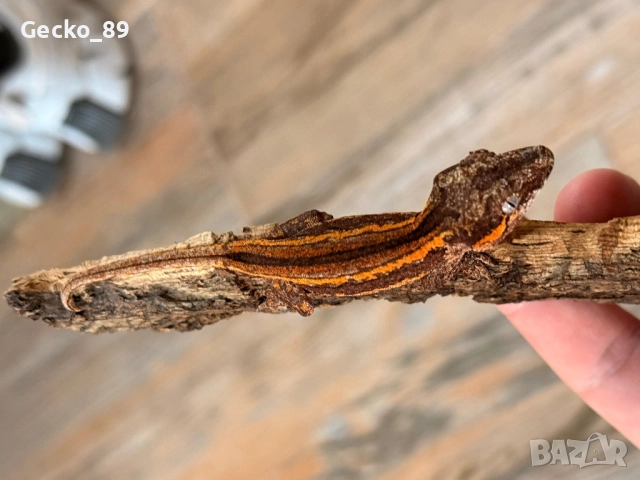 Ушат гекон (Rhacodactylus auriculatus), снимка 2 - Гекон - 51952876