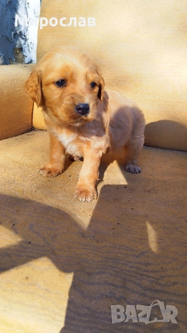 Мъжки кокер шпаньол , снимка 2 - Кокер шпаньол - 53130436