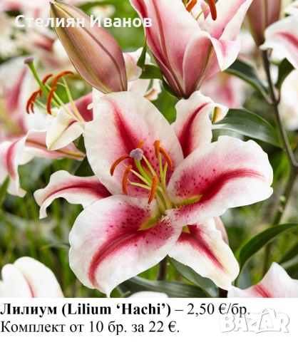 Лилиум (Lilium ‘Hachi’) - грудки