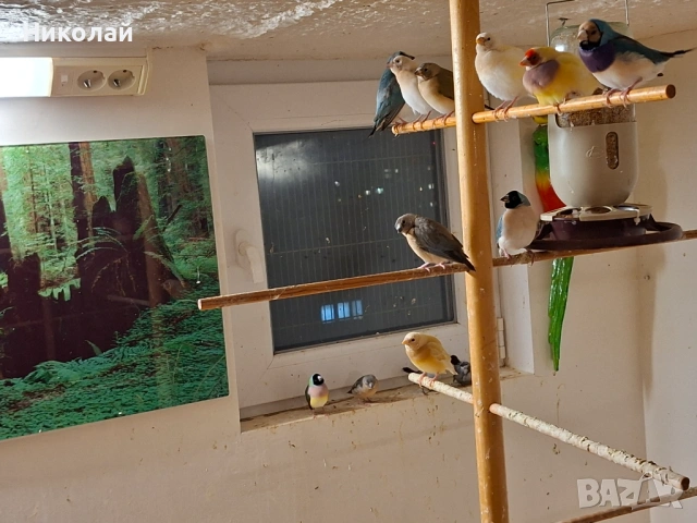 Гулдови Амадини !, снимка 2 - Амадини - 53166764