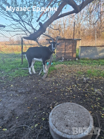 Продавам женско яре , порода бритиш алпин, снимка 4 - Кози - 53395101