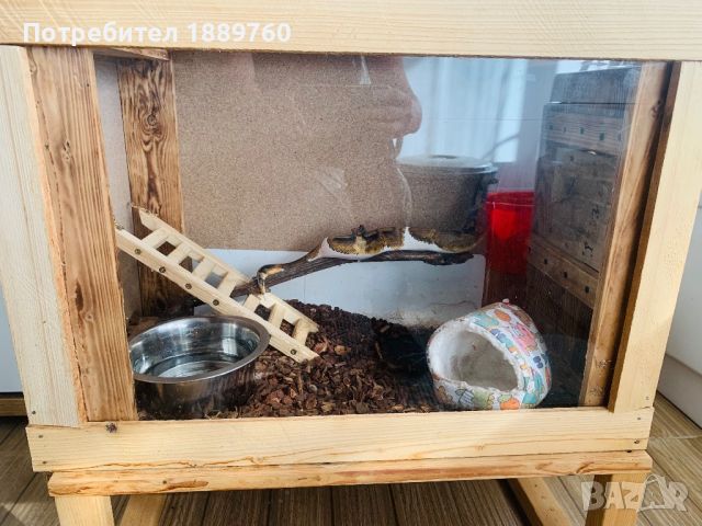 Кралски питон с терариум и отопление,уникален социален красавец, снимка 3 - Змии - 42495149