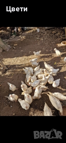 Пилета Бял Легхорн