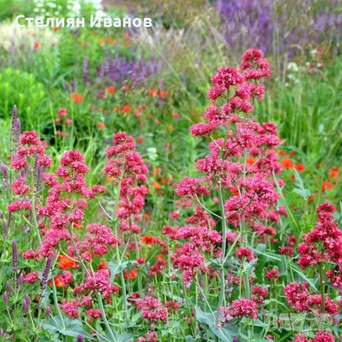 Червен валериан, червен центрантус (Centranthus ruber), снимка 3 - Градински цветя и растения - 45931350