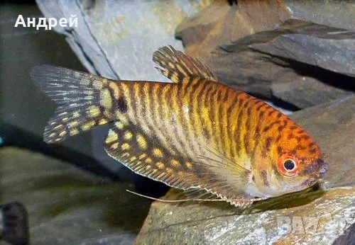 червен трихогастер , снимка 2 - Рибки - 50095751