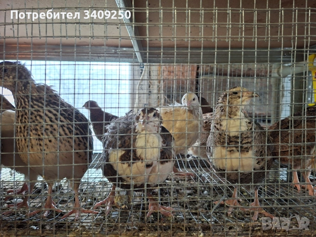 Женски пъдпъдъци носачки, снимка 4 - Други - 53997779