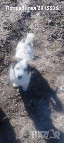 Подарявам кученца 