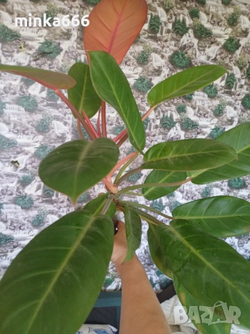 Филодендрон карамел., снимка 3 - Стайни растения - 52863887