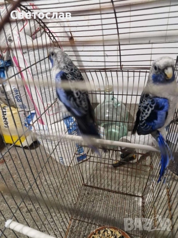 Аделаидски и син пенант папагали , снимка 2 - Папагали - 53338313