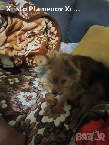 Мъжко куче юрки