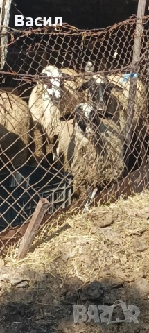 продавам агнета 