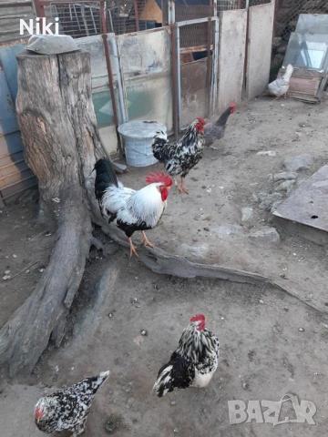Продавам минало годишни кокошки 5бр.и два броя петли, снимка 5 - други­ - 54037469