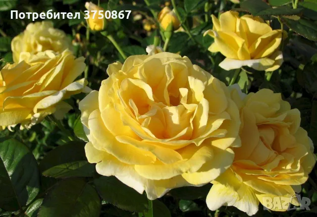 🌹 РОЗА 🌹 MICHELANGELO ® Meitelov 🌹