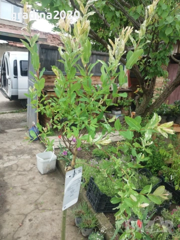  Японска върба Salix Hakuro Nishiki - Фламинго, снимка 5 - Разсади - 53489532