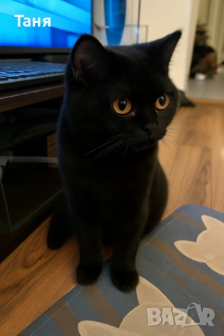 Черна британка търси партньор , снимка 1