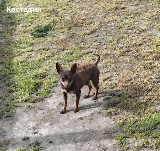 Чихуа пинчер , снимка 8 - Пинчер - 53896388