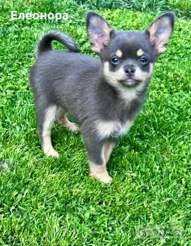 Синьо Мъжко Чихуахуа , снимка 2 - Чихуахуа - 54141116