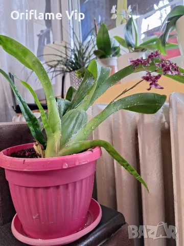 Орхидея , снимка 3 - Стайни растения - 50828487