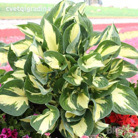 Hosta Colored Hulk (Хоста Цветен Хълк), снимка 1 - Градински цветя и растения - 46308243