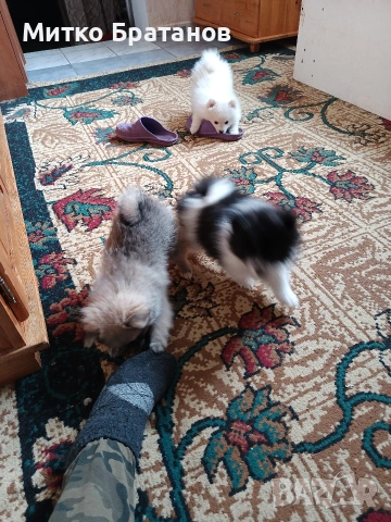 Продавам померани