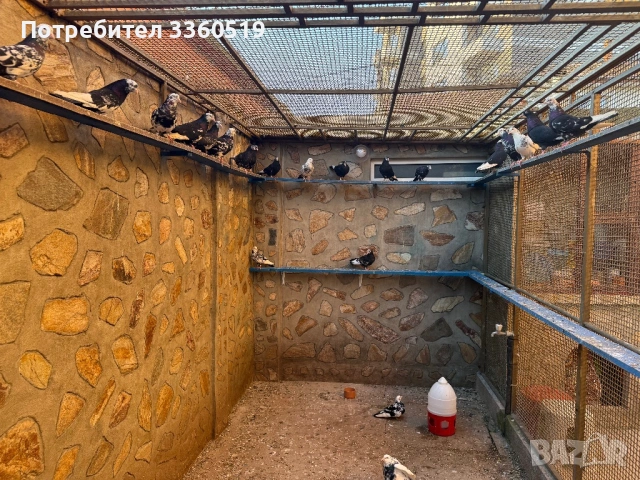 Гълаби неврени и лимонки, снимка 2 - Гълъби - 50813378