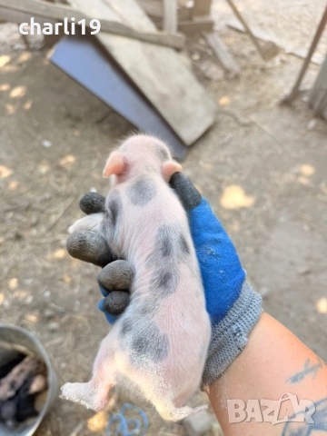 Виетнамски прасета, снимка 3 - Прасета - 52557800