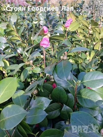 Камелия , снимка 4 - Разсади - 53393595