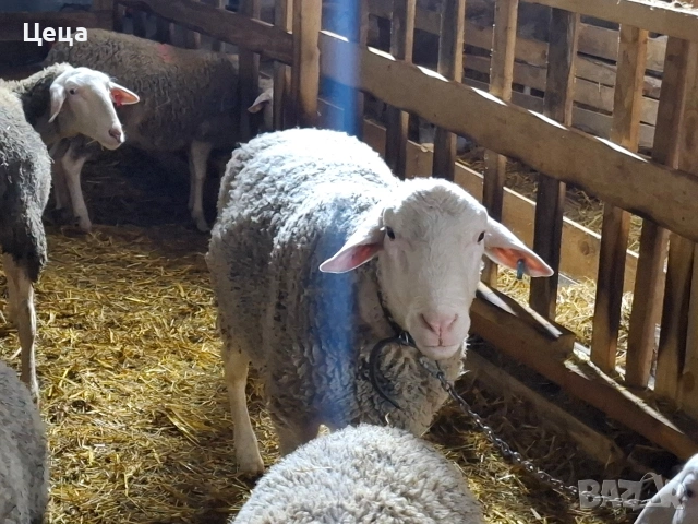 продавам овен Лакон , снимка 2 - Овце - 53528046