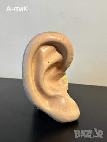 Соц Анатомичен Модел на Човешко Ухо, снимка 3 - Антикварни и старинни предмети - 51676648