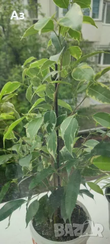 Продавам бенджамини, пъстри листа, 4 бр налични, снимка 7 - Стайни растения - 49961789