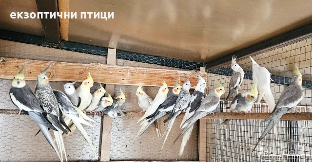 Ято Корели , снимка 5 - Папагали - 53300874